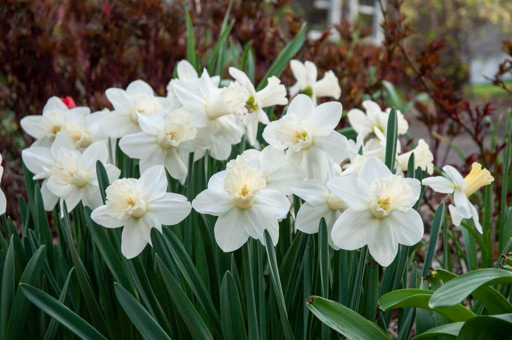 Watch Up Daffodil Bulbs, Always Wholesale Pricing