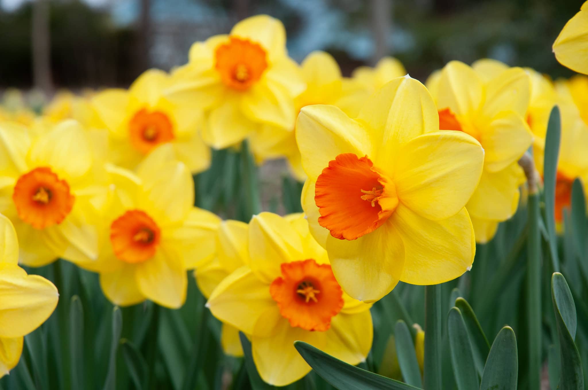 Longfield Gardens Daffodils, 100 count