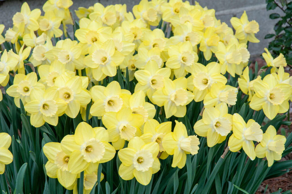 Fellows Favorite daffodils slightly paler because of aging