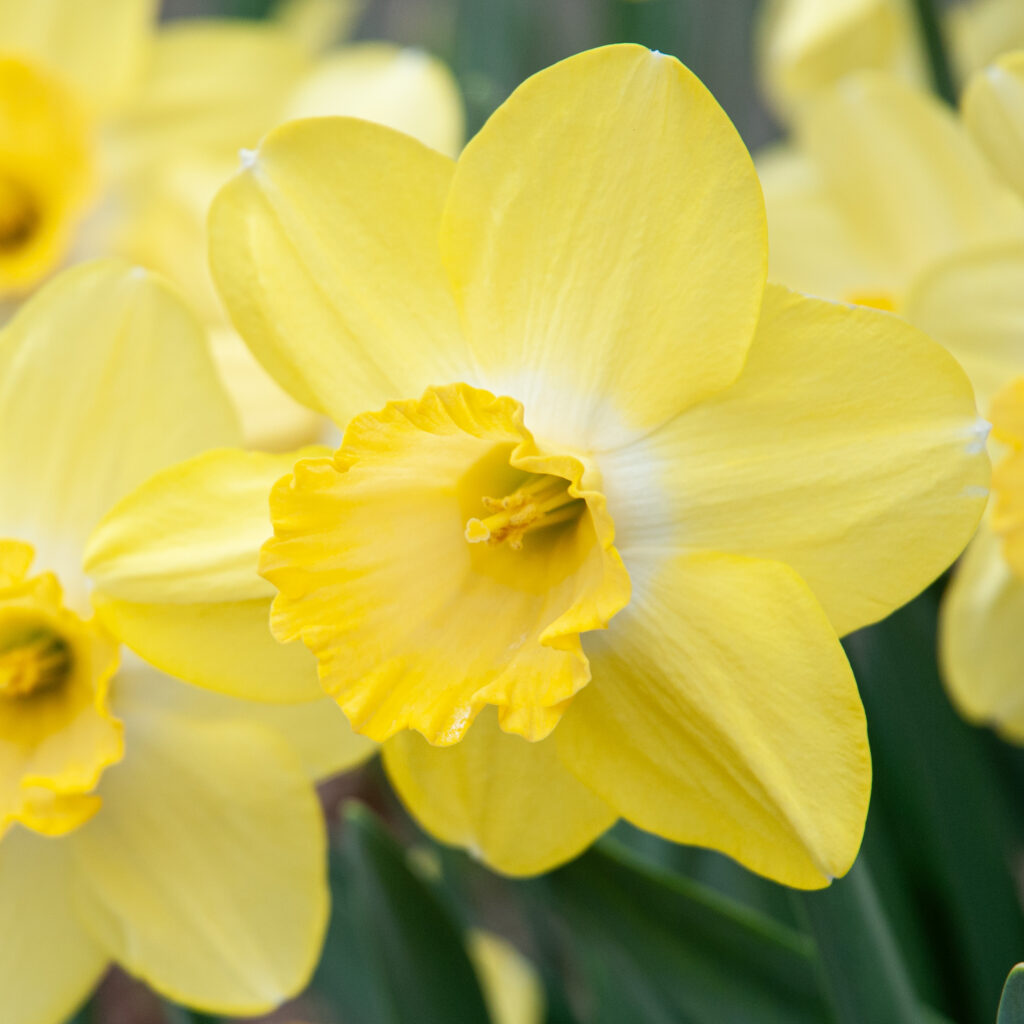 Fellows Favorite daffodils in a close-up crop