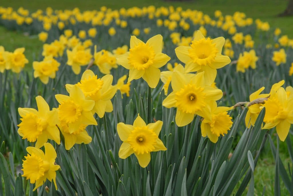 Daffodil Bulbs | Item # 3630 Dutch Master | For Sale - Colorblends®