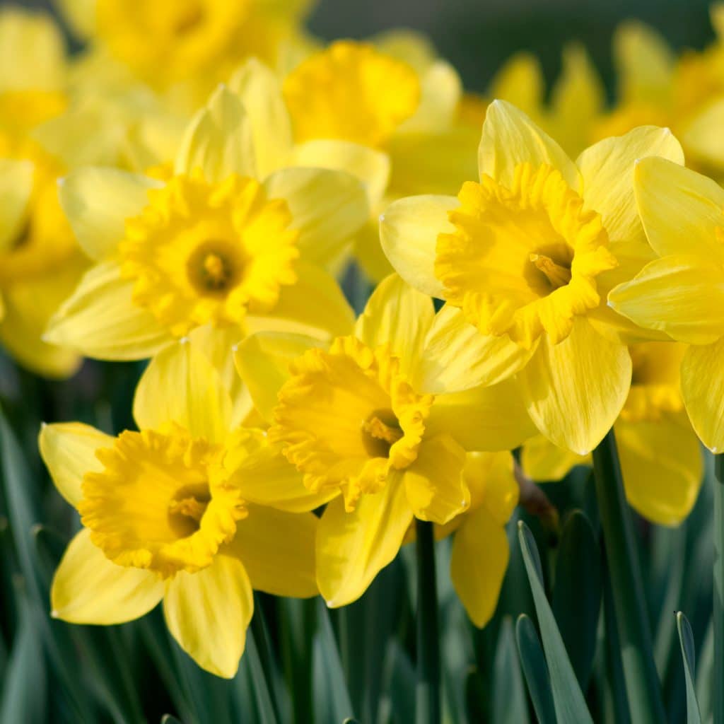 Daffodil Bulbs | Item # 3630 Dutch Master | For Sale - Colorblends®