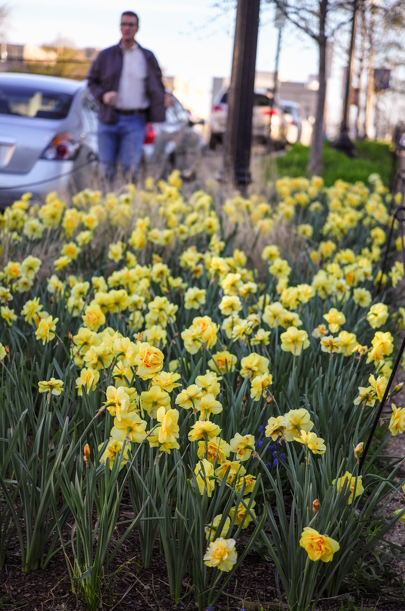 Double Daffodil Tahiti  K. van Bourgondien Wholesale Bulbs