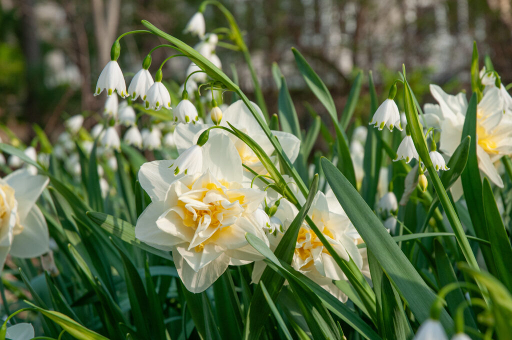 White Lion daffodils with Snowflake blooms in the foreground