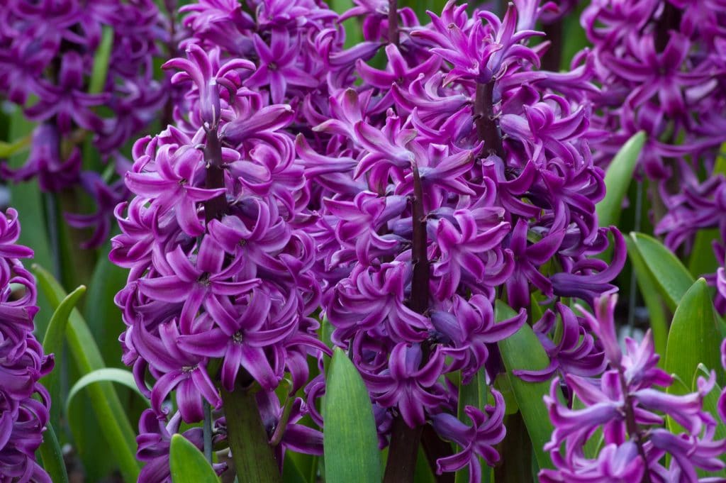Hyacinth Purple Sensation Bulbs | Wholesale Prices | Colorblends®