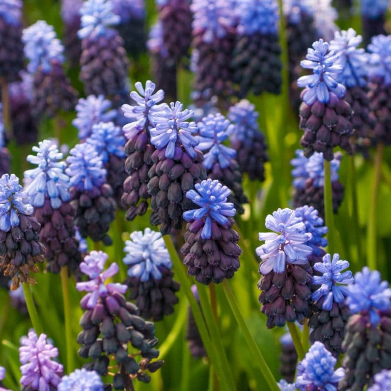 Muscari Bulbs | Colorblends® | Always Wholesale Pricing