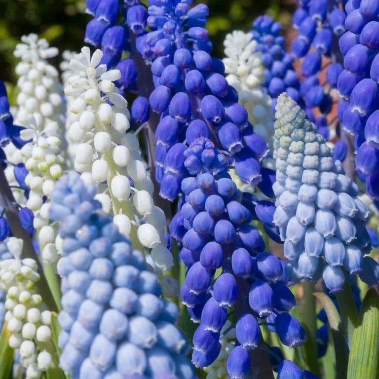 Grape Hyacinth Bulbs | Always Wholesale Pricing | Colorblends®