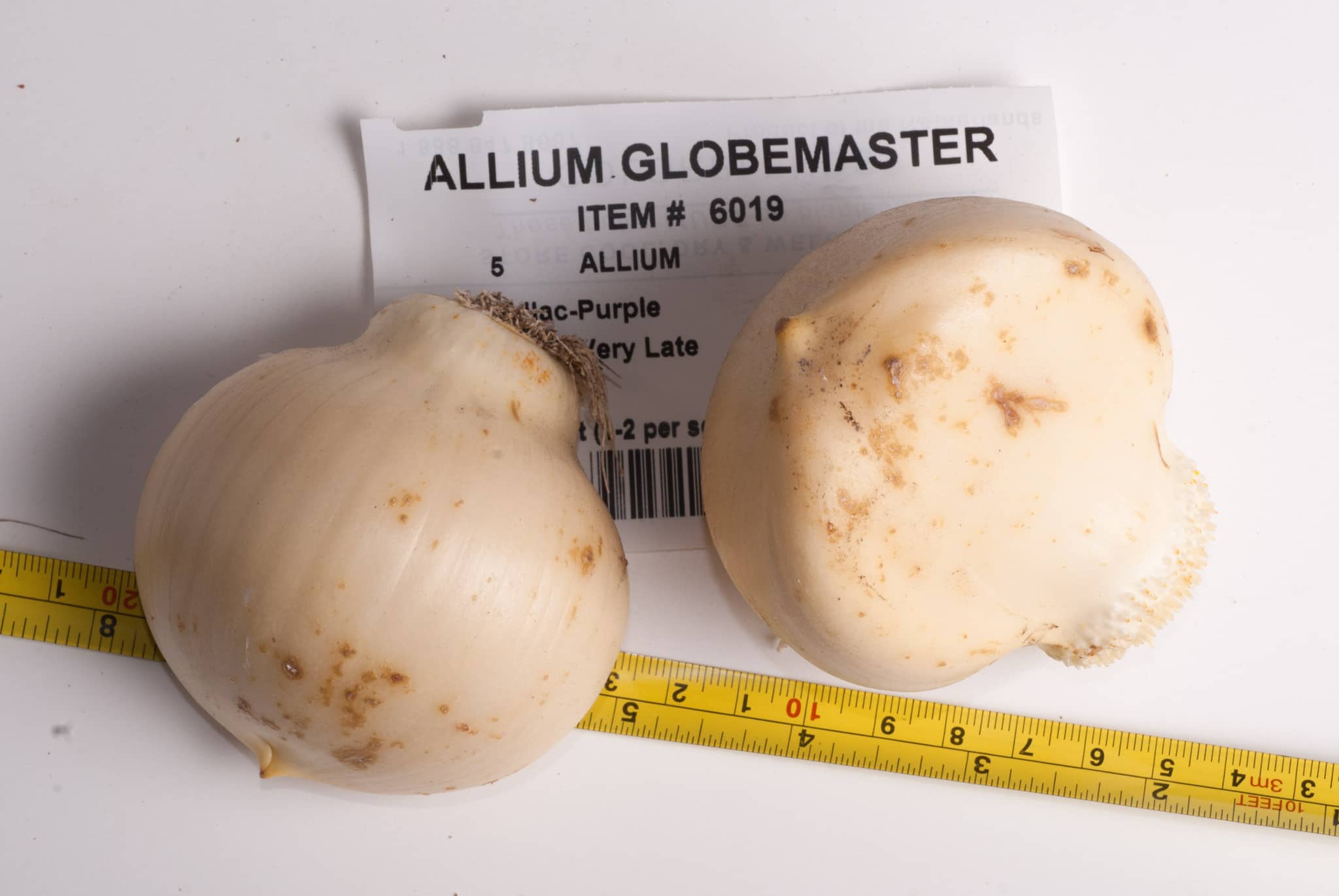 Allium Globemaster Bulbs | Wholesale Pricing | Colorblends®