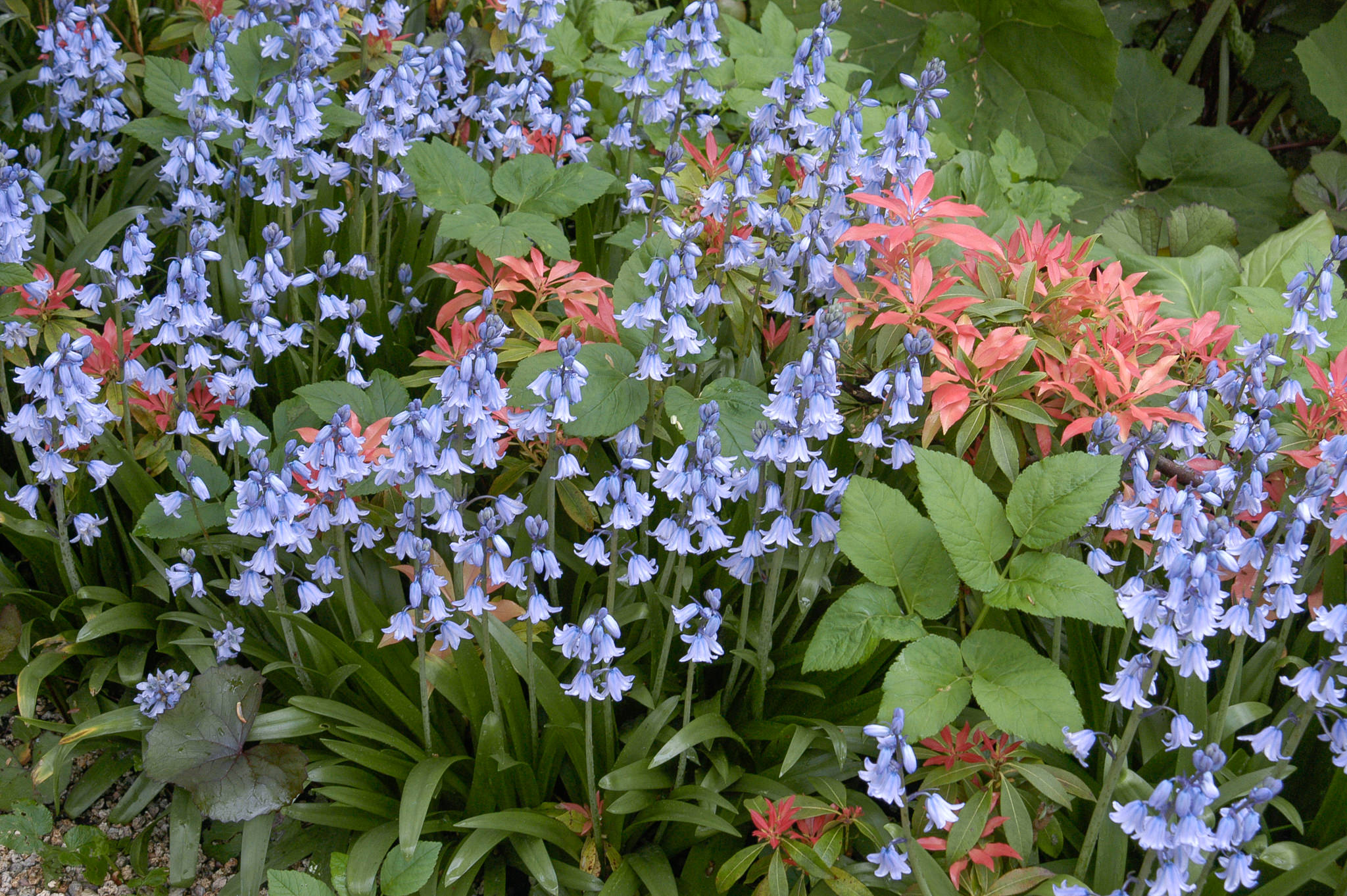 Spanish Bluebells Blue (Hyacinthoides Bulbs)