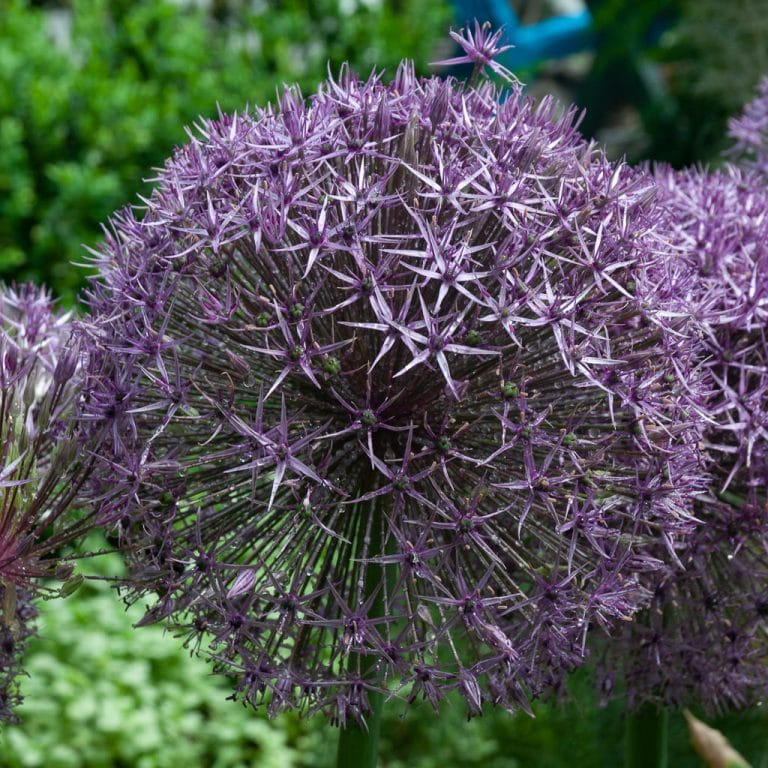 Allium Universe Bulbs | Always Wholesale Pricing | Colorblends®