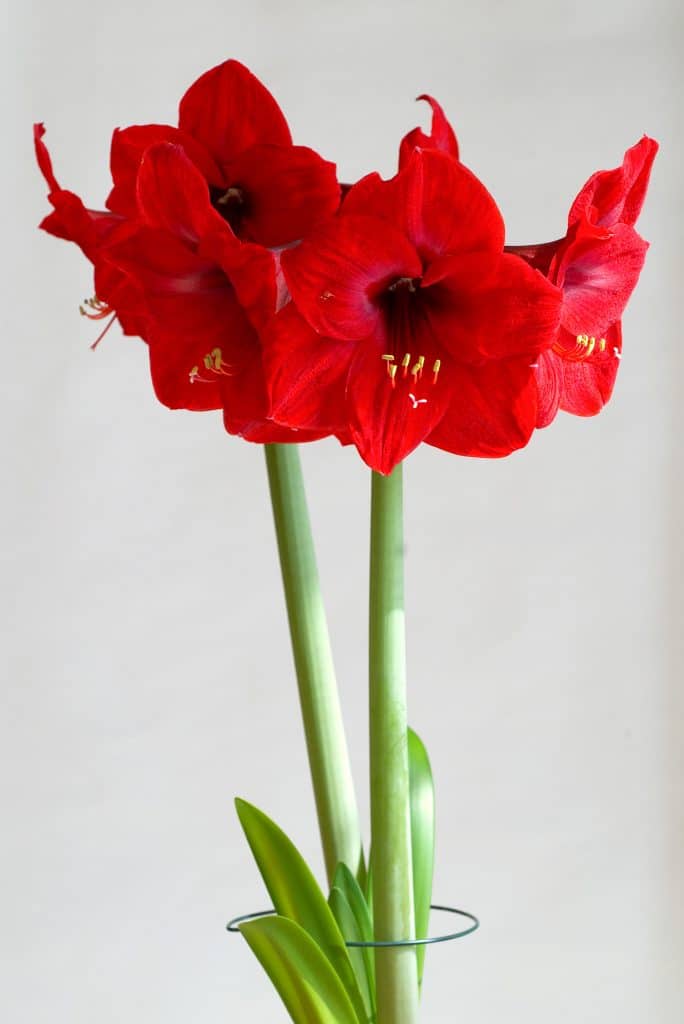 Red Lion Amaryllis Bulbs Wholesale Pricing | Colorblends®