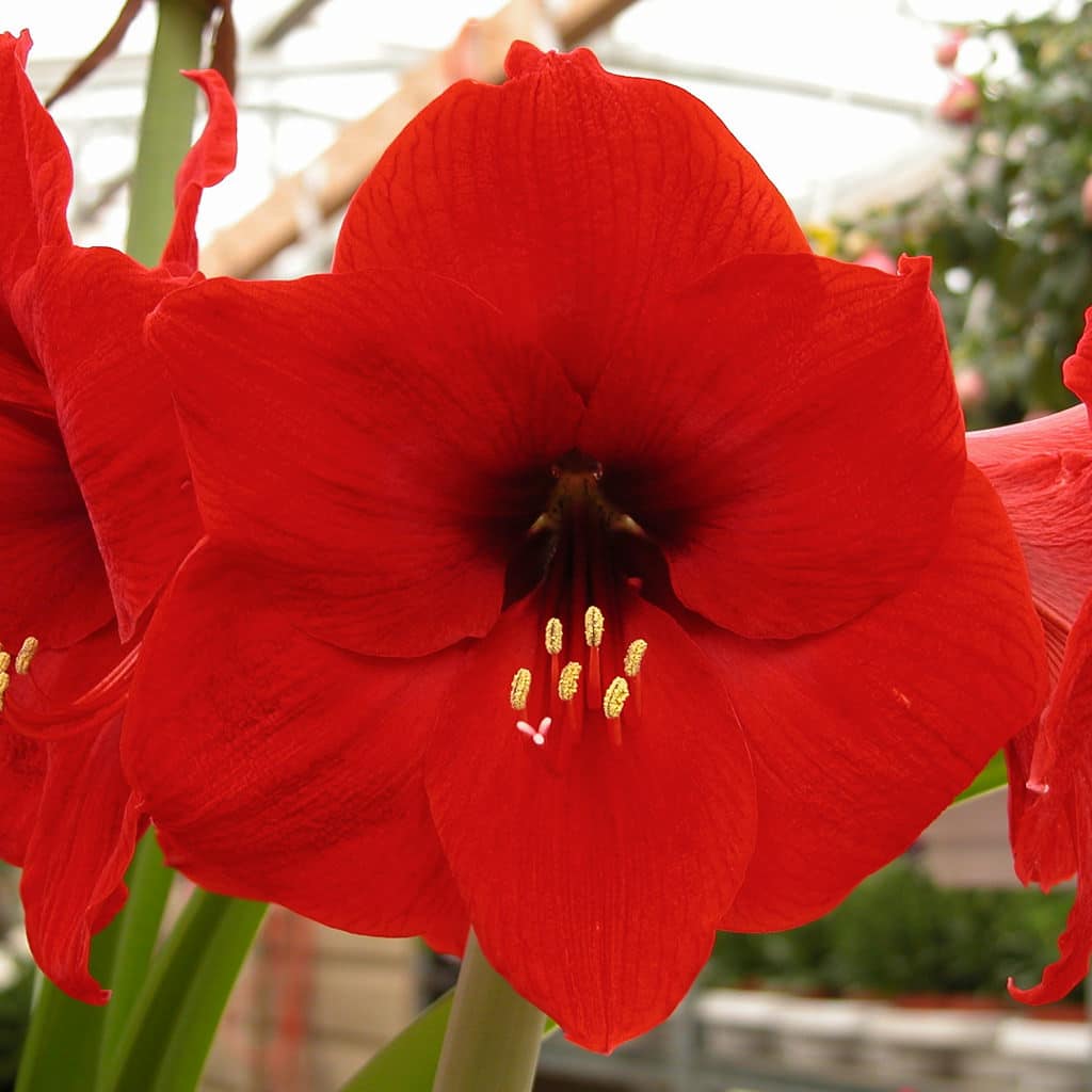 Red Lion Amaryllis Bulbs Wholesale Pricing | Colorblends®