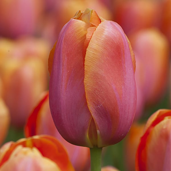 Tulip Bulbs | COLORBLENDS® Wholesale Flower Bulbs from Holland