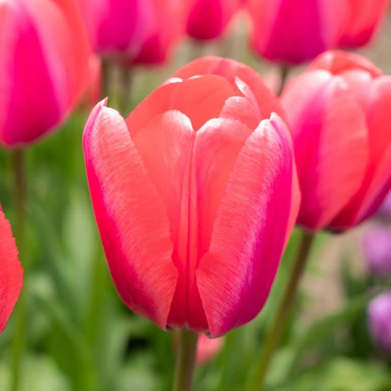 Darwin Hybrid Tulips | Dutch Flower Bulbs at wholesale prices ...