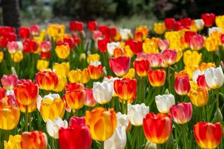 Brigitte tulip blend in bright sunlight