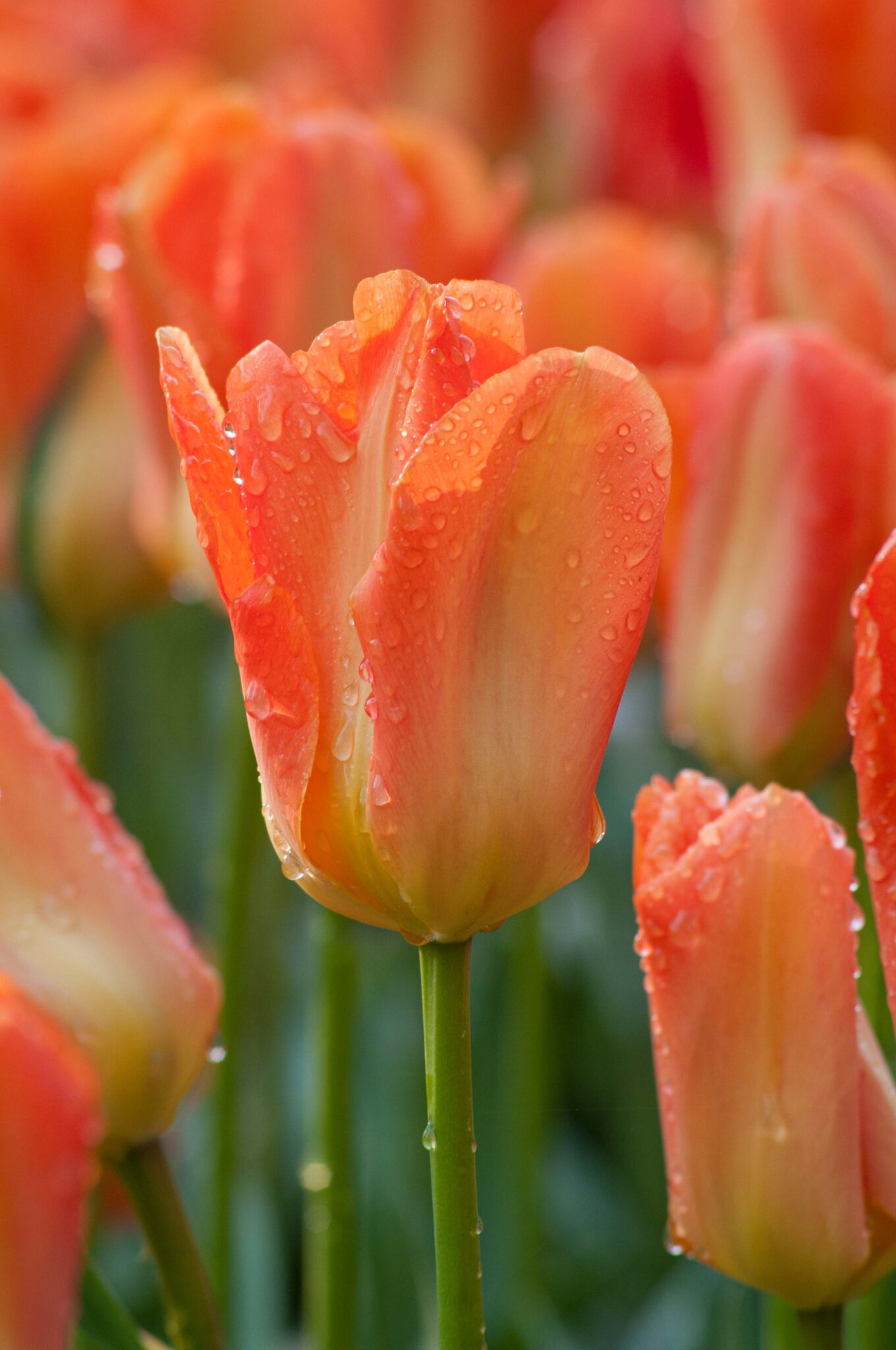 Bulbes : Tulipe - Golden Emperor - Fosteriana