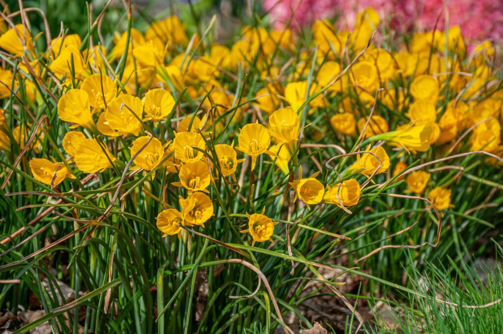 Oxford Gold daffodils planted densly