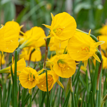 Oxford Gold daffodils in a close-up square crop