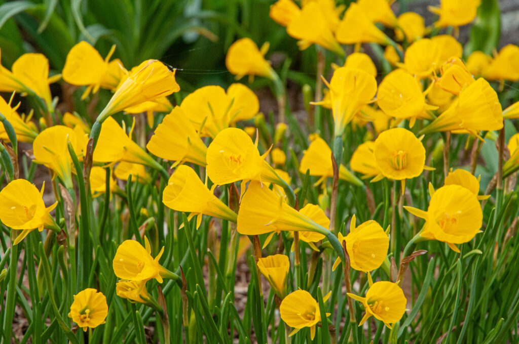 Oxford Gold daffodils planted close together and facing in different directions