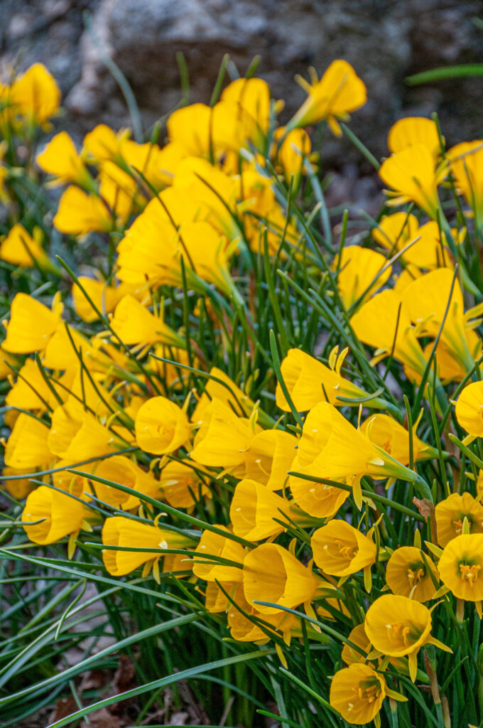 Oxford Gold daffodils in a garden