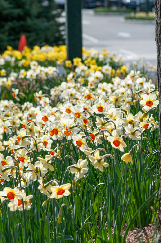 Barrett Browning LS daffodils planted along a street