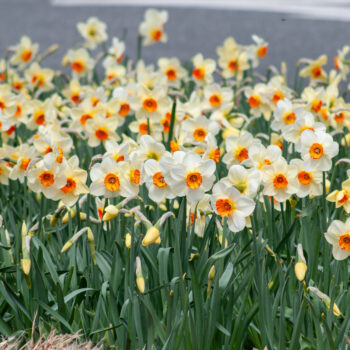Barrett Browning LS daffodils planted in a large group