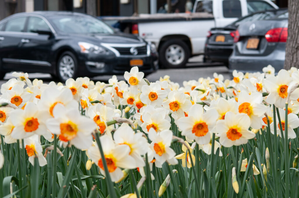 Barrett Browning LS daffodils with cars in the background