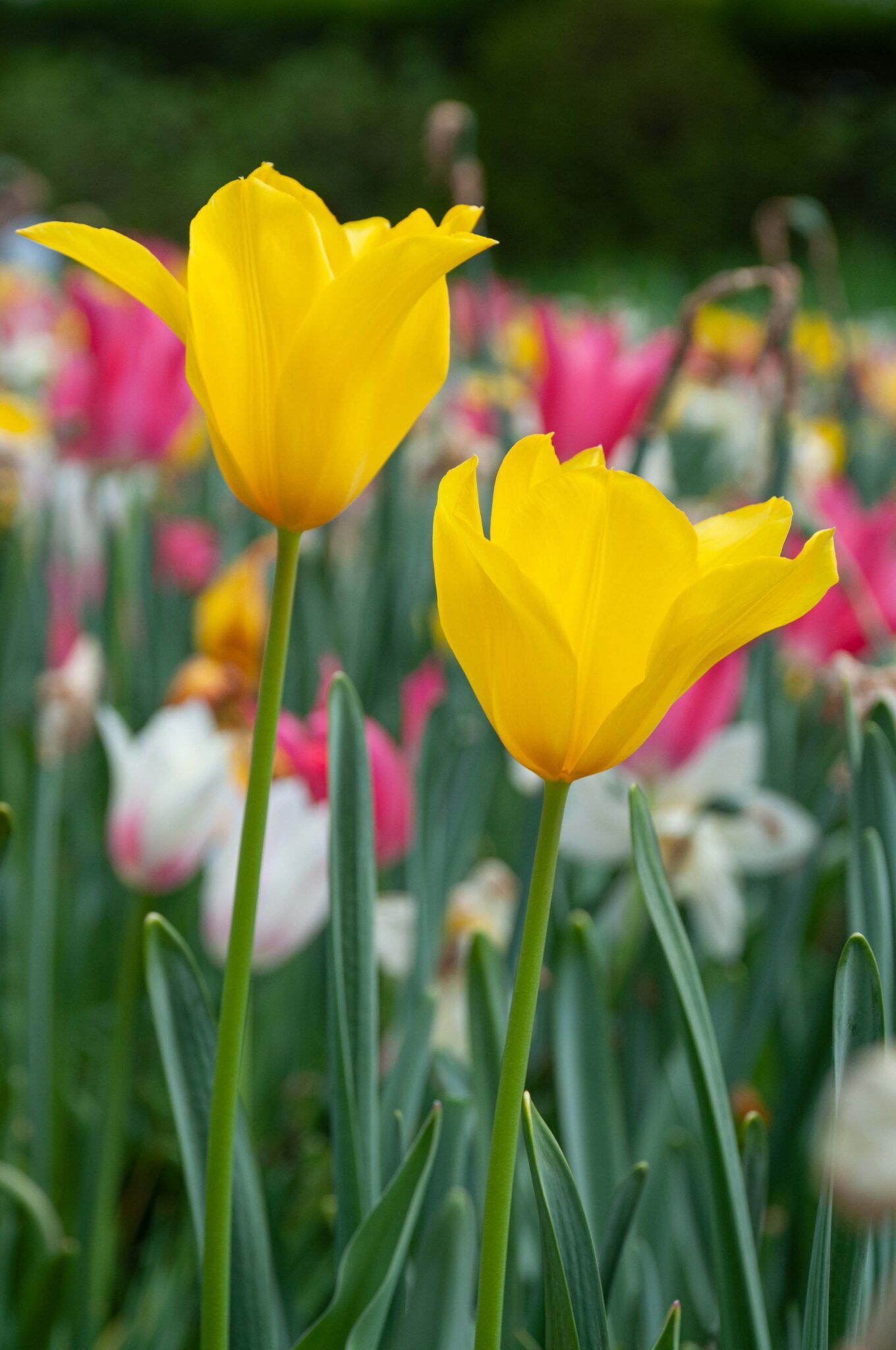 Fresh Bulk Yellow Double Tulips