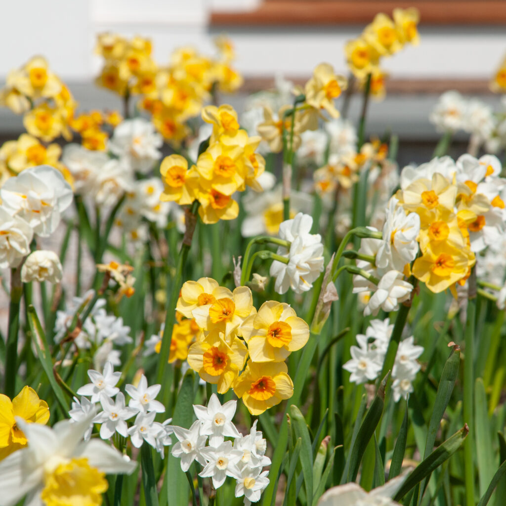 In Praise of Mini-Daffodils