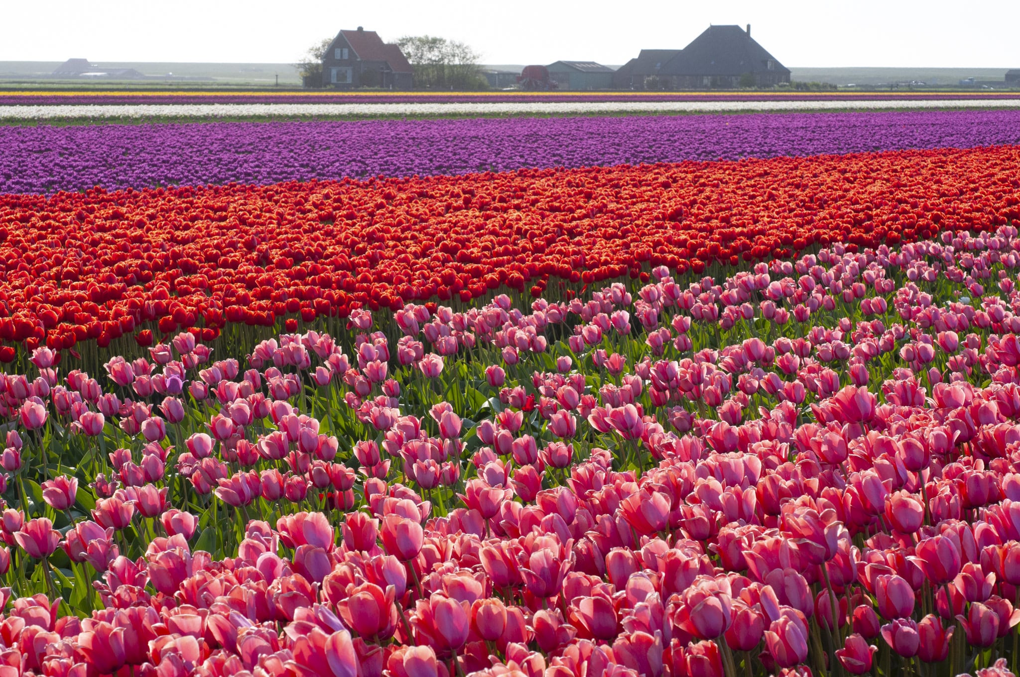 COLORBLENDS | Why Do They Grow Tulips in Holland?