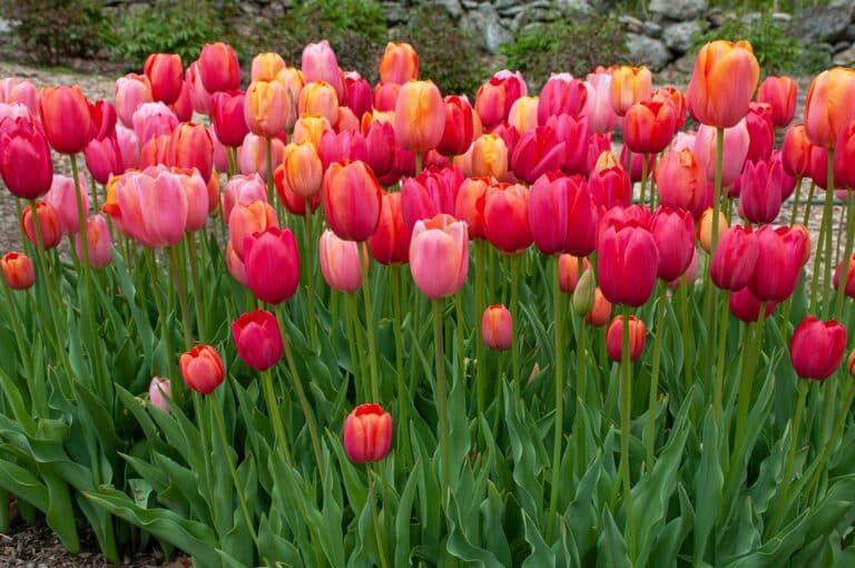 how many tulip bulbs per square foot