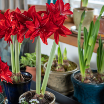 planting amaryllis in pots