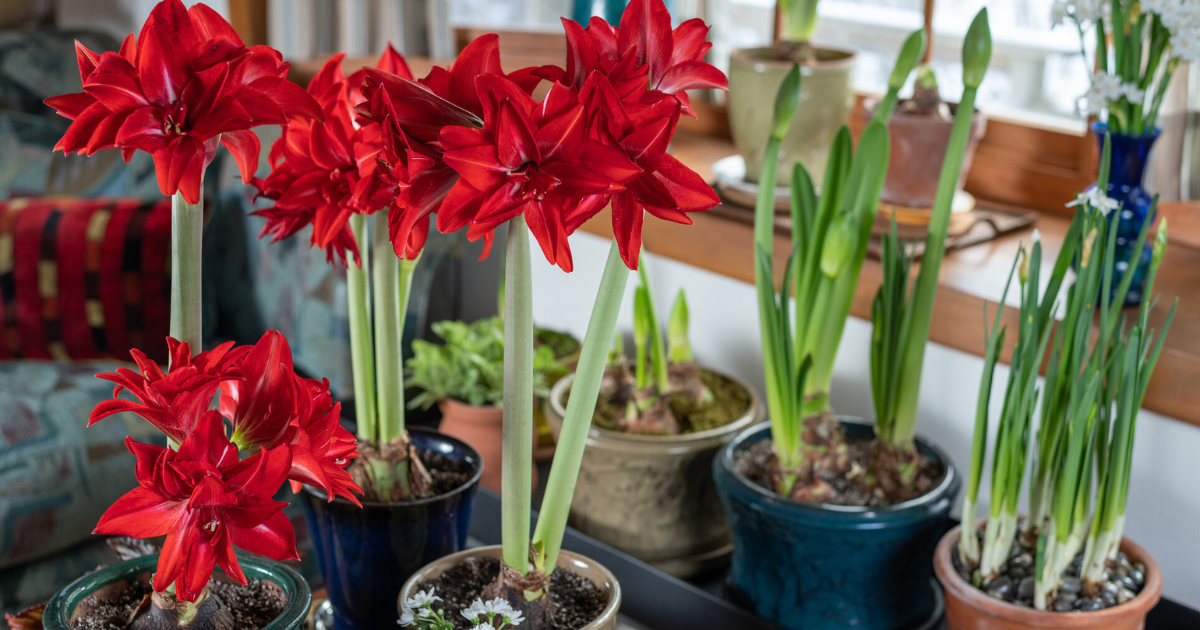 How to Plant Amaryllis Bulbs in Pots