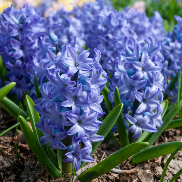 Hyacinth Aqua Bulbs | Always Wholesale Prices | Colorblends®