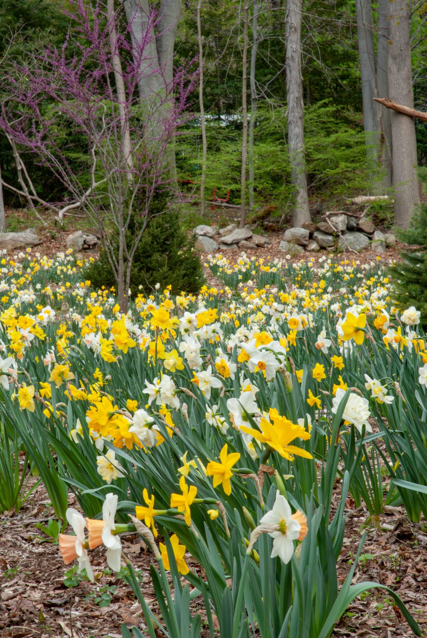 All About Daffodils