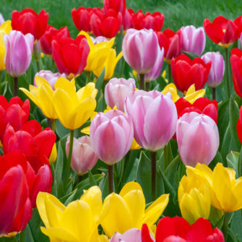 iimagination Tulip Bulbs | Wholesale Pricing | Colorblends®
