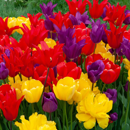 Double Tulips | Dutch Flower Bulbs at wholesale prices - Colorblends®