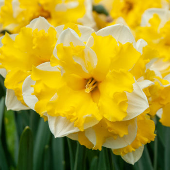 Bella Estrella Daffodil Bulbs | Wholesale Pricing | Colorblends®