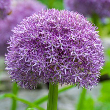 Allium Ambassador Bulbs | Wholesale Pricing | Colorblends®