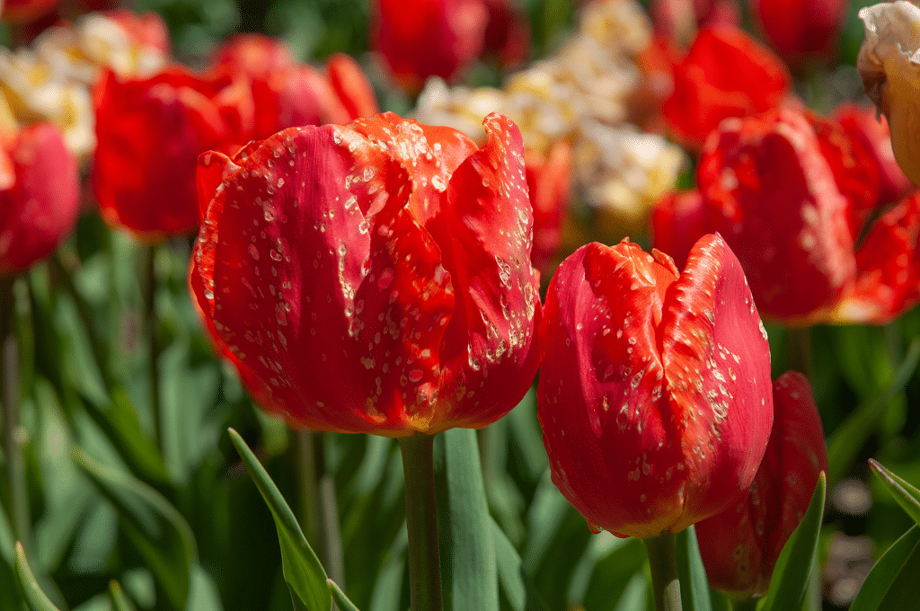 COLORBLENDS | Why Tulips DISAPPEAR