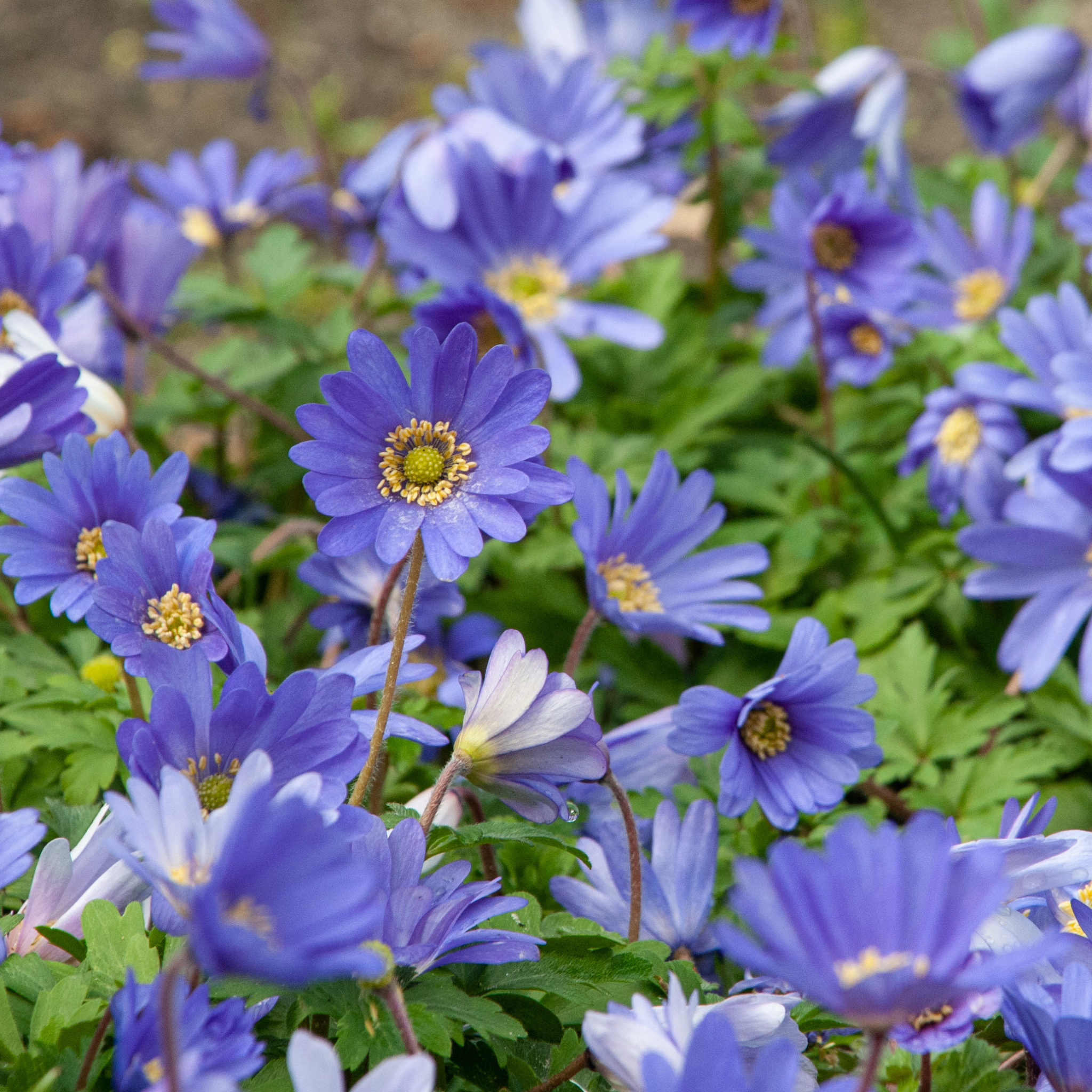Anemone Blue Shades Bulbs | Wholesale Prices