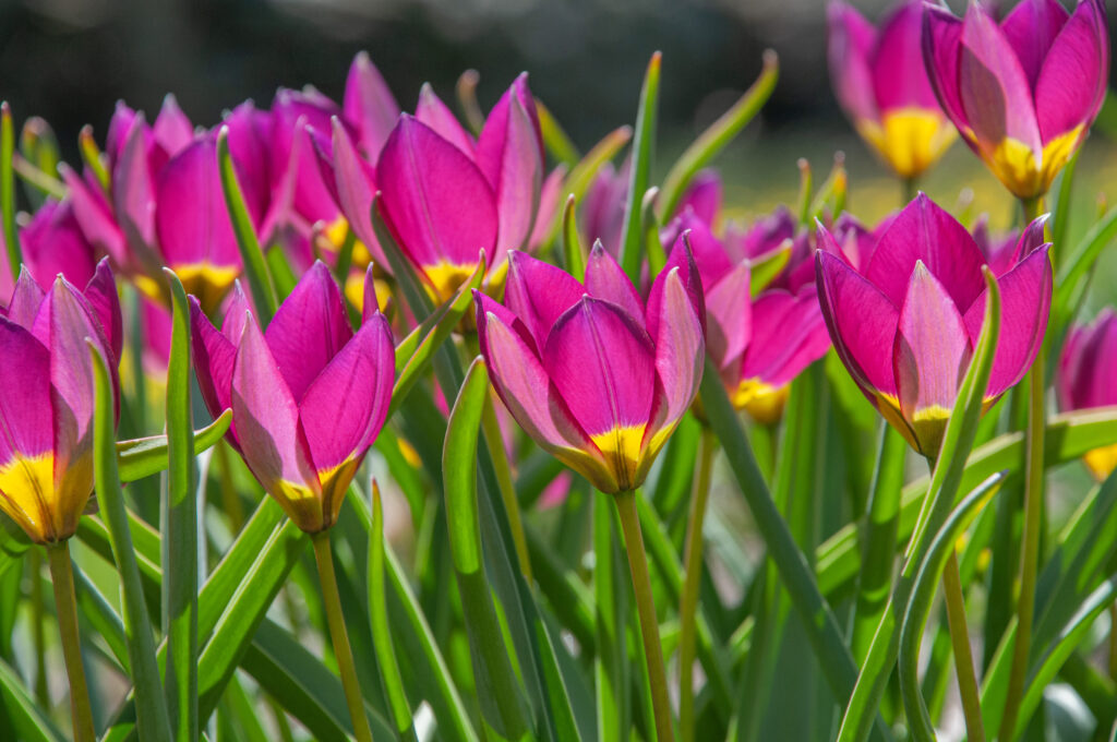 Persian Pearl tulips in bright sunlight