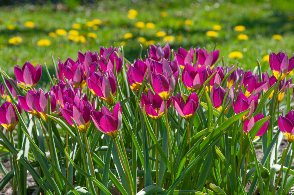 Persian Pearl tulips planted in a grouping with grass and dandelions in the background