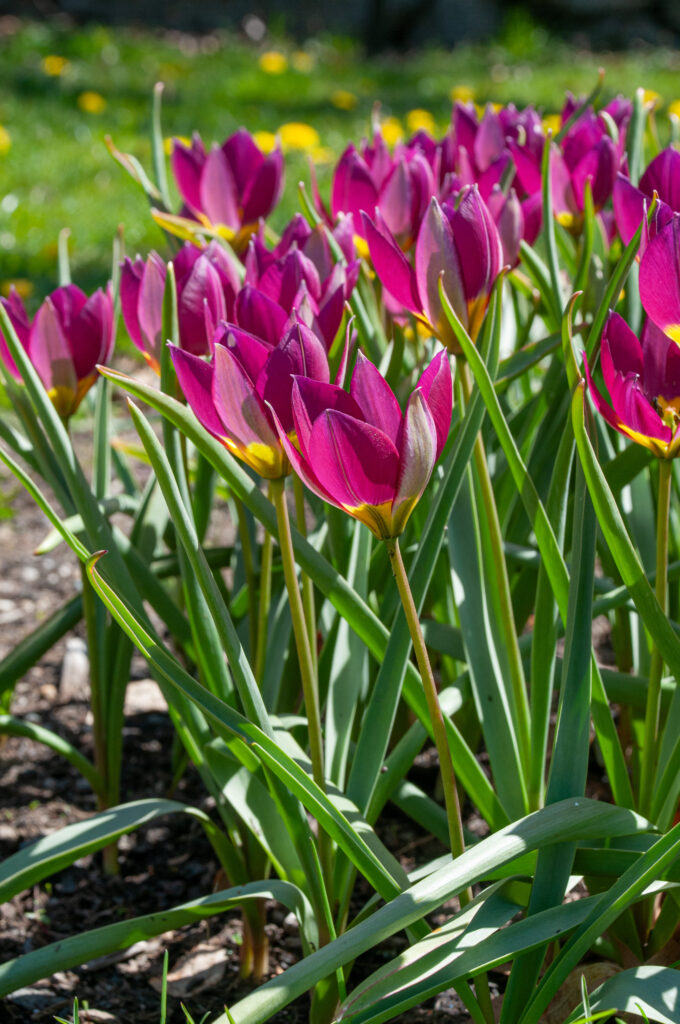 Persian Pearl tulips in heavy contrast lighting