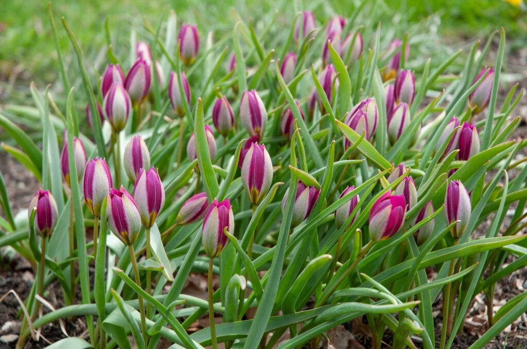 Persian Pearl tulips closed up tightly in soft light