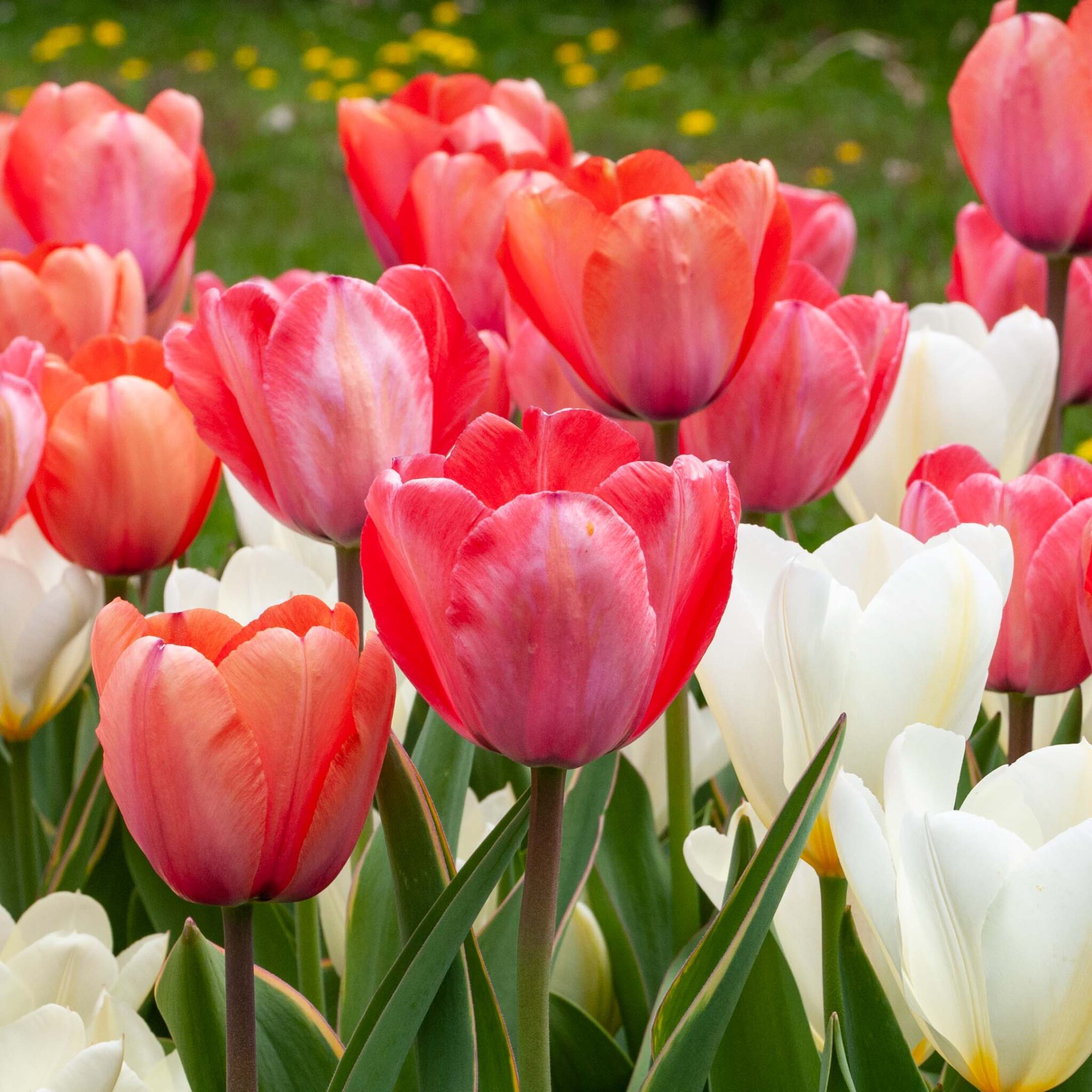 TuaLipa™ Tulip Blend | Wholesale Pricing | Colorblends®