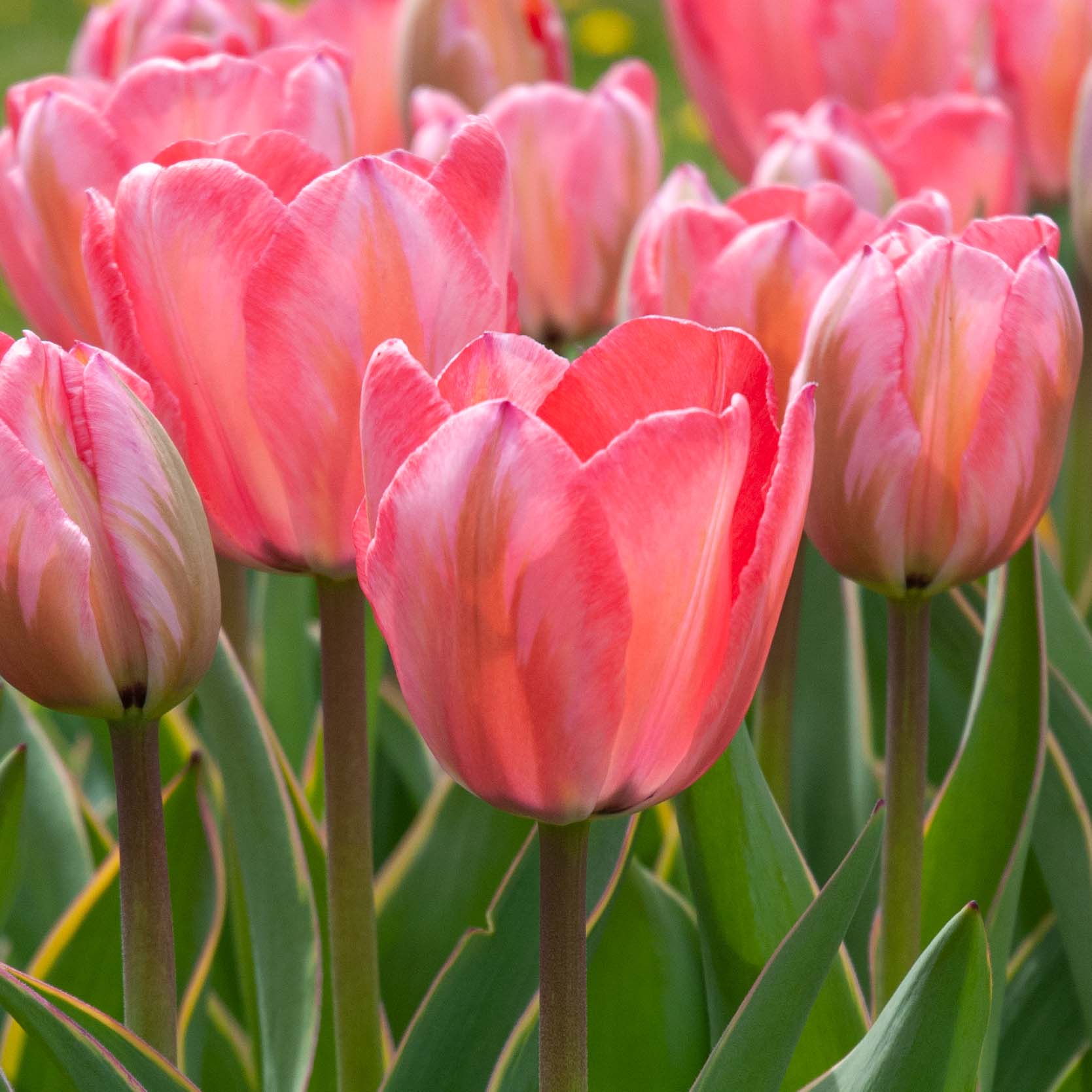 Design Impression Tulips | Wholesale Pricing | Colorblends®