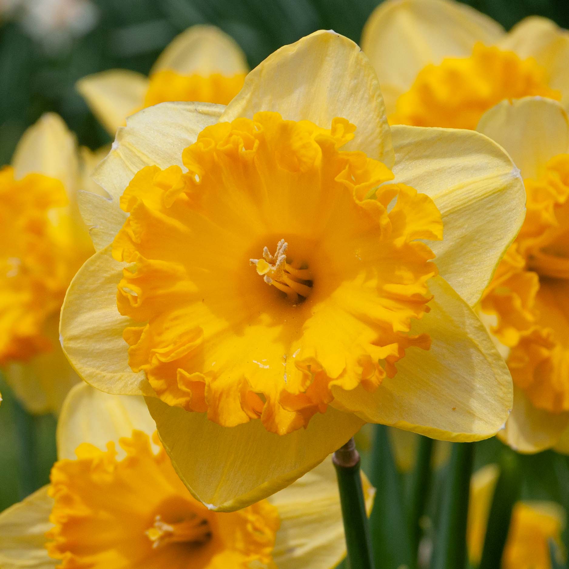 Ferris Wheel Daffodil Bulbs | Always Wholesale Pricing | Colorblends®