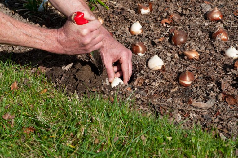 How to plant tulip bulbs using the poke method