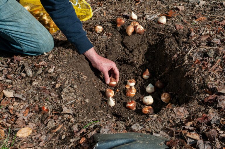 how to plant bulbs